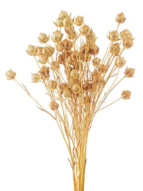 Beyaz arka planda bir grup keten çivi izole edilmiş. Keten kulaklar. Güzel kuru keten bitkiler..