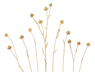 Beyaz arka planda kurumuş keten dikenleri koleksiyonu var. Keten kulaklar.