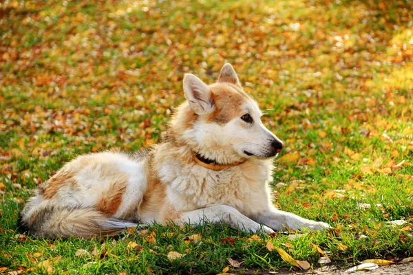 フィールド つ白茶色の厚い毛皮シェパード犬襟付きの縦の深さが浅い紅葉黄色赤と黄金色の葉の間で草の上公園にある冷静と注意深く監視 — ストック写真