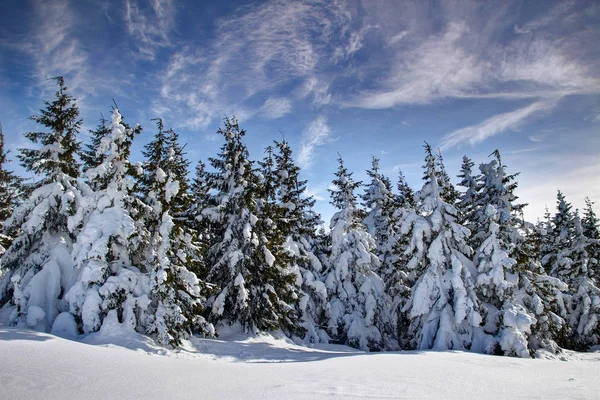 Gruppe Von Schneebedeckten Und Vom Wind Gekippten Kiefern Unter Klarem Stockbild