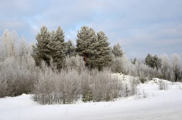 Paisaje Invierno Ruso Región Arkhangelsk —  Fotos de Stock