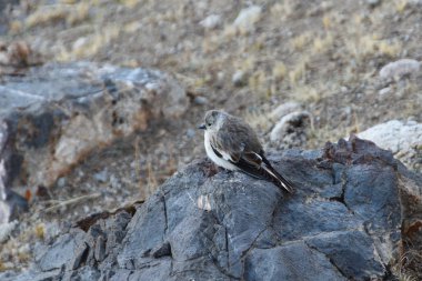Kuşlar Tibet. Deniz seviyesinden yaklaşık 5000 metre yükseklikte bir gri-beyaz tüyleri ile küçük bir kuş