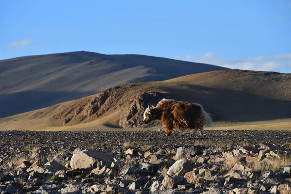 西藏西部 棕牦牛在神圣的湖岸边 Dangra 在晚上 — 图库照片