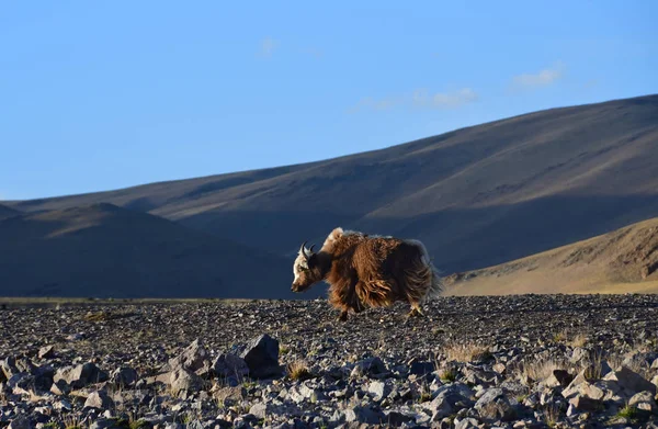 Västra Tibet Heliga Sjön Dangra Dang Gyu Tso Sommarkväll Molnigt — Stockfoto