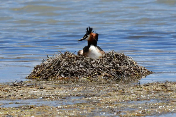 Canard Grèbe Aigrettes Podiceps Cristatus Sur Nid Tibet Lac Manasarovar — Photo