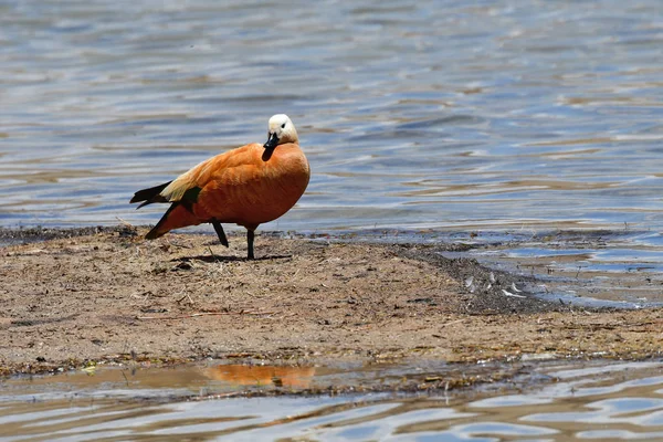 China Tibet Duck Ruddy Shelduck Adorna Ferruginea Bank Holy Buddhist — Stock Photo, Image