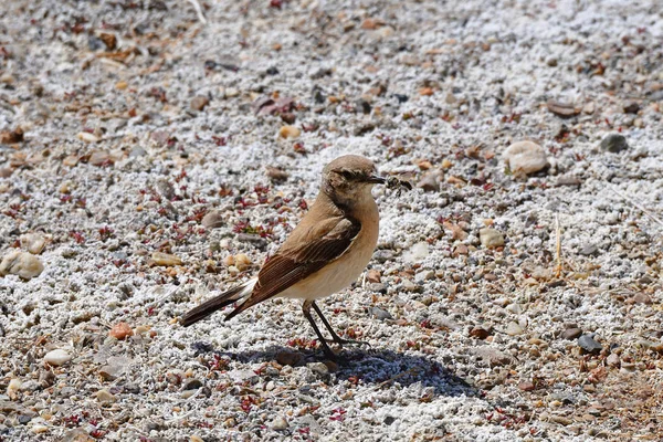 Birds Tibet Orilla Del Lago Manasarovar Pájaro Con Insectos Pico —  Fotos de Stock