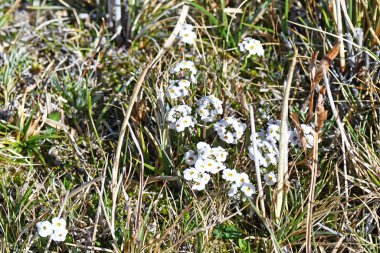 Çayır saxifrage (Saxifraga granulata) Inn Tibet