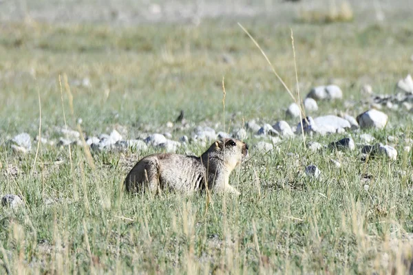 China Tibet Baybak Babak Common Steppe Marmots Lat Marmota Bobak Stock Image