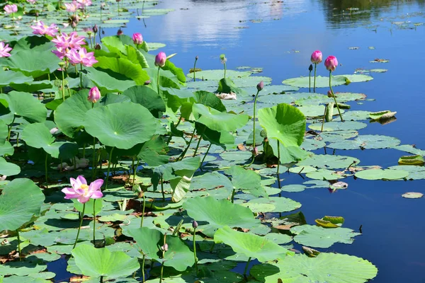 Komarov Lotus Loto Que Contiene Nueces Nelumbo Komarovii Nelumbo Nucifera — Foto de Stock