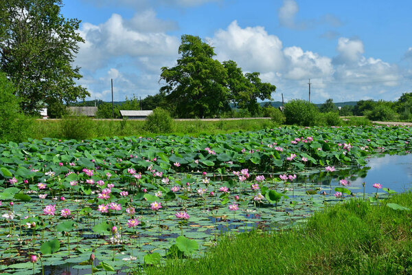 Komarov Lotus, or nut-bearing Lotus (Nelumbo komarovii, Nelumbo nucifera) on a small lake in the village of Novogordeevka. Anuchinsky district, Primorsky Krai