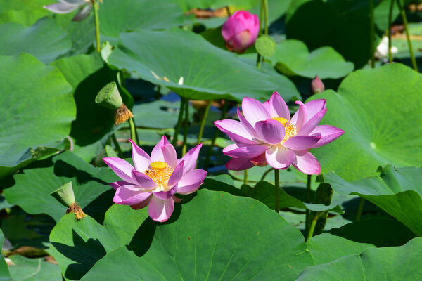 Komarov Lotus, or nut-bearing Lotus (Nelumbo komarovii, Nelumbo nucifera) on a small lake in the village of Novogordeevka. Anuchinsky district, Primorsky Krai
