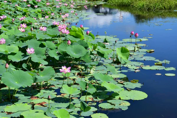 Комаров Лотос Орехоносный Лотос Nelumbo Komarovii Nelumbo Nucifera Небольшом Озере — стоковое фото