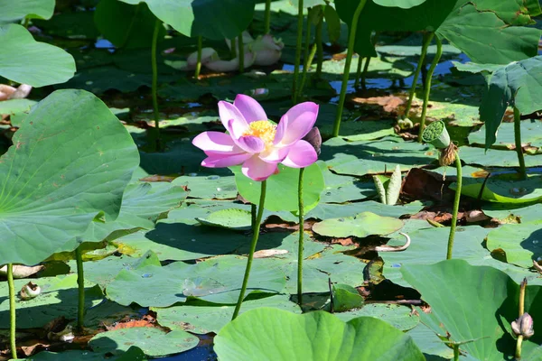 Комаров Лотос Орехоносный Лотос Nelumbo Komarovii Nelumbo Nucifera Небольшом Озере — стоковое фото