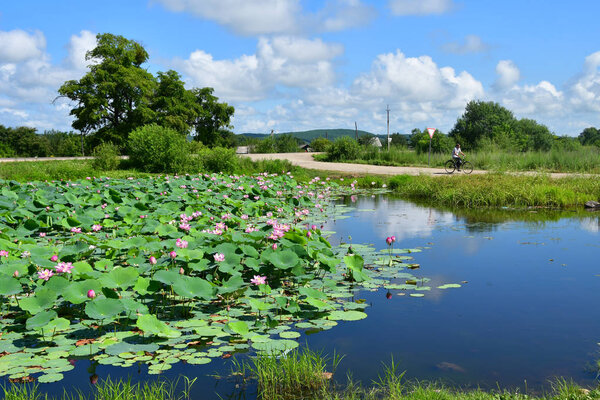 Komarov Lotus, or nut-bearing Lotus (Nelumbo komarovii, Nelumbo nucifera) on a small lake in the village of Novogordeevka. Anuchinsky district, Primorsky Krai