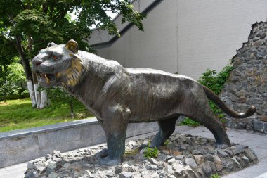 Vladivostok, Rusya Federasyonu, Temmuz, 29,2018. Yaz ayında Vladivostok Amur kaplanı bronz heykel