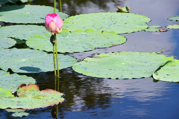 Комаров Лотос Орехоносный Лотос Nelumbo Komarovii Nelumbo Nucifera Небольшом Озере — стоковое фото