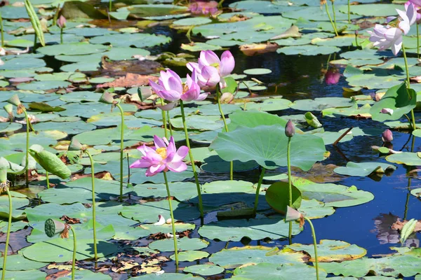 Комаров Лотос Орехоносный Лотос Nelumbo Komarovii Nelumbo Nucifera Небольшом Озере — стоковое фото