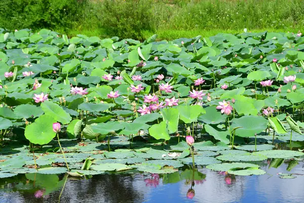 Komarov Lotus Loto Que Contiene Nueces Nelumbo Komarovii Nelumbo Nucifera — Foto de Stock