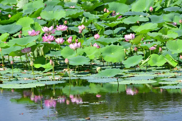 Комаров Lotus Або Гайка Підшипник Lotus Індійський Komarovii Індійський Лотос — стокове фото