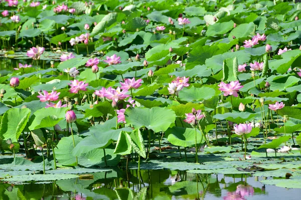 Komarov Lotus Loto Que Contiene Nueces Nelumbo Komarovii Nelumbo Nucifera — Foto de Stock