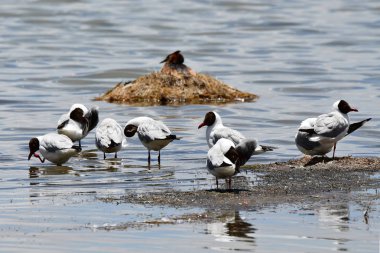 Brown başlı martı (Chroicocephalus brunnicephalus) Manasarovar Gölü kıyısında. Tibet