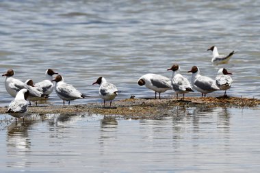 Brown başlı martı (Chroicocephalus brunnicephalus) Manasarovar Gölü kıyısında. Tibet