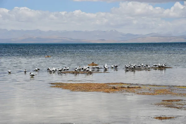 Gabbiani Dalla Testa Marrone Chroicocephalus Brunnicephalus Sulla Riva Del Lago — Foto Stock