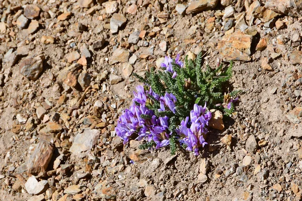 Oxytropis Oxytropis Microphylla Small Leaved Mountains Tibet — Stock Photo, Image