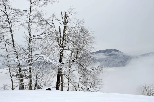 クラスナヤ ポリヤナ 月にソチの山の霧 — ストック写真