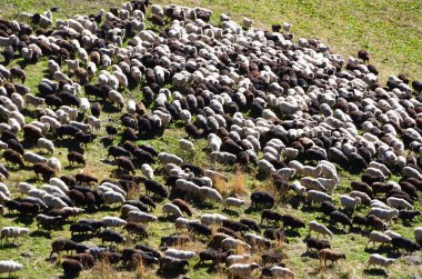 Arkhyz dağlarında koyun sürüsü. Rusya