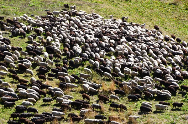 Flock Sheep Mountains Arkhyz Russia — Stock Photo, Image