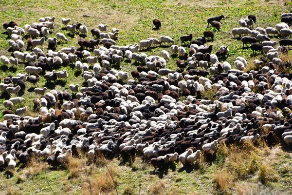 Flock Sheep Mountains Arkhyz Russia — Stock Photo, Image