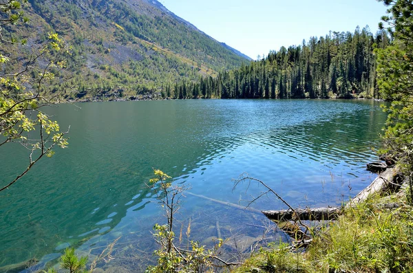 Rússia Território Altai Meio Lago Multinskoye Tempo Ensolarado — Fotografia de Stock