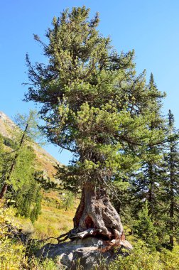 Taşa büyüyen altay, Sedir,