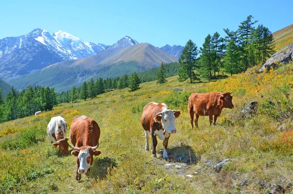 Kor Som Betar Altai Bergen Ryssland — Stockfoto