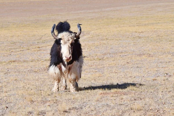 Wild Yak Nas Montanhas Tibete — Fotografia de Stock