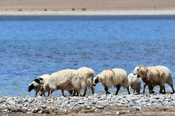 Sheep Shore Lake Tibet Summer — Stock Photo, Image