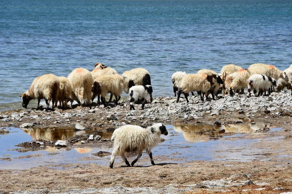 Schapen Oever Van Het Meer Tibet Zomer — Stockfoto