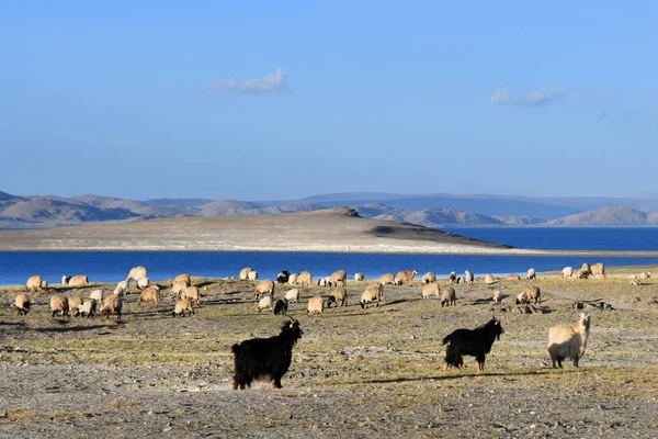 Tibet Pecore Capre Pascolo Sulle Rive Del Sacro Lago Nam — Foto Stock