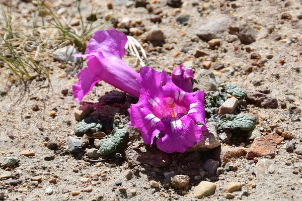 Tibet Two Bright Pink Flowers Growing Sand Stones Altitude 5000 — Stock Photo, Image