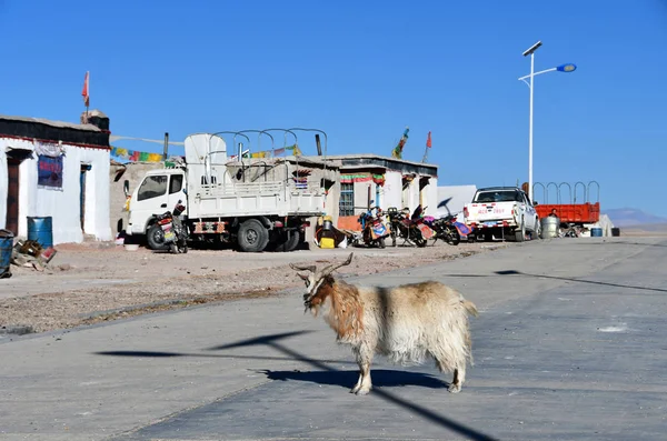 Tibet China June 2018 Goat Crosses Road Village Yakra Summer — Stock Photo, Image