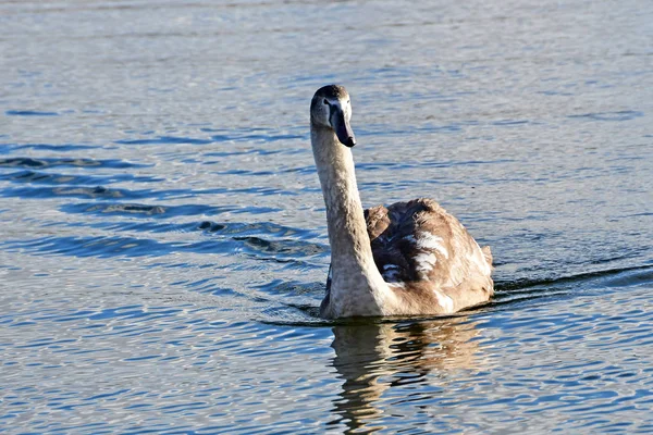 Cisne Lago Uvildy Noviembre Región Chelyabinsk Rusia —  Fotos de Stock