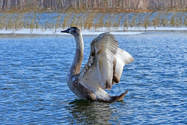 Swan Lake Uvildy November Chelyabinsk Region Russia — Stock Photo, Image