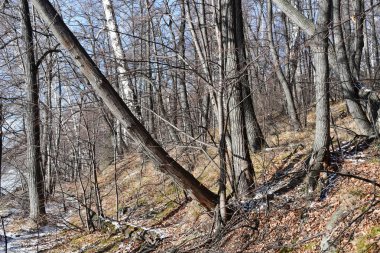 Doğal anıt - göl Uvildy açık havada, Çelyabinsk geç sonbaharda. Rusya