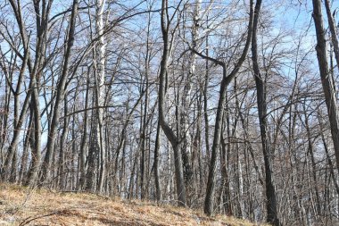 Rusya, Chelyabinsk bölgesi. Güneşli Kasım günü göl Uvildy kıyısında karışık orman
