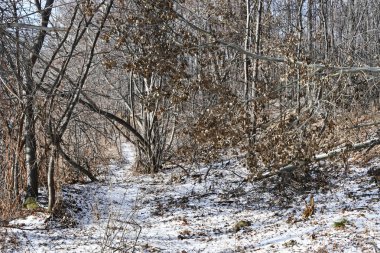 Rusya, Chelyabinsk bölgesi. Güneşli Kasım günü göl Uvildy kıyısında ormandaki ilk kar