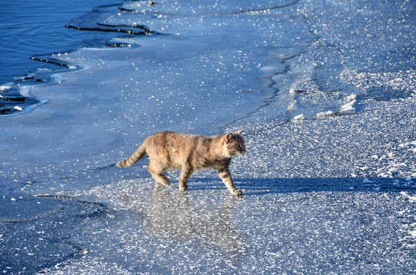 Red cat goes on thin ice of lake Uvildy in late autumn in clear weather, Chelyabinsk region, Russia