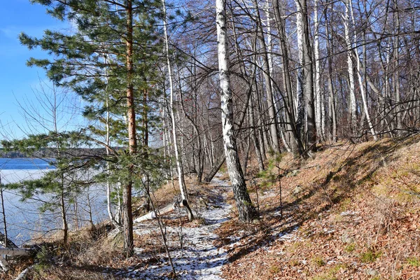 Russia Chelyabinsk Region Birches Aspens Banks Lake Uvildy Vyazovyy Island — Stock Photo, Image