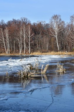 Doğal anıt - göl Uvildy açık havada, Çelyabinsk geç sonbaharda. Rusya. Orman islandvyazovy ve snags su kıyısında